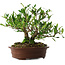 Gardenia jasminoides, 21,5 cm, ± 8 ans, en pot avec de multiples éclats des pieds