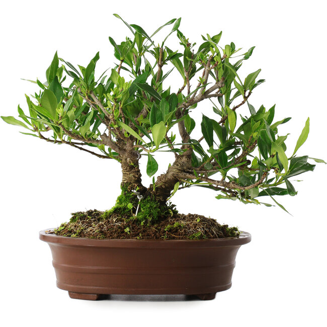 Gardenia jasminoides, 21,5 cm, ± 8 years old, in a pot with multiple chips of the feet