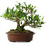 Gardenia jasminoides, 21,5 cm, ± 8 ans, en pot avec de multiples éclats des pieds
