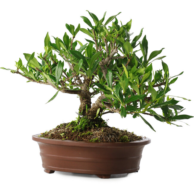 Gardenia jasminoides, 21,5 cm, ± 8 anni, in un vaso con più schegge dei piedi