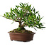 Gardenia jasminoides, 21,5 cm, ± 8 ans, en pot avec de multiples éclats des pieds