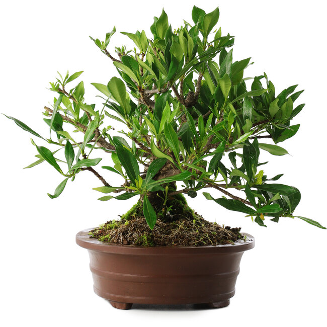 Gardenia jasminoides, 21,5 cm, ± 8 jaar oud, in een pot met meerdere chips van de voeten