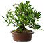 Gardenia jasminoides, 21,5 cm, ± 8 jaar oud, in een pot met meerdere chips van de voeten