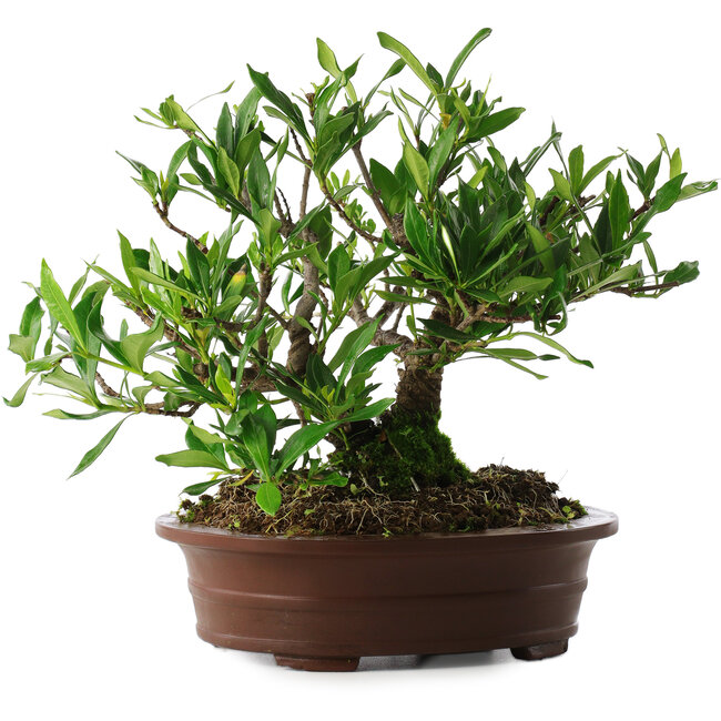 Gardenia jasminoides, 21,5 cm, ± 8 jaar oud, in een pot met meerdere chips van de voeten