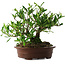 Gardenia jasminoides, 21,5 cm, ± 8 años, en maceta con múltiples astillas de los pies