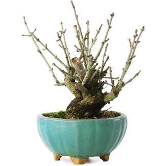  Mario Komsta Euonymus alatus, 16 cm, ± 10 jaar oud