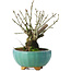 Euonymus alatus, 16 cm, ± 10 years old, hand-grown and styled by Mario Komsta himself