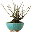 Euonymus alatus, 16 cm, ± 10 jaar oud, met de hand gekweekt en gestyled door Mario Komsta zelf