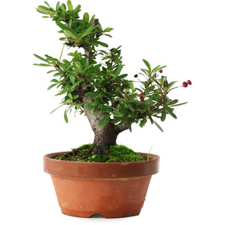 Pyracantha, 21 cm, ± 12 años