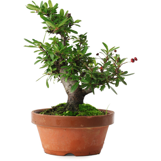 Pyracantha, 21 cm, ± 12 jaar oud, met rode vruchten