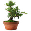 Pyracantha, 21 cm, ± 12 ans, aux fruits rouges