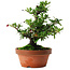 Pyracantha, 21 cm, ± 12 años, con frutos rojos