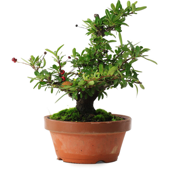 Pyracantha, 21 cm, ± 12 Jahre alt, mit roten Früchten