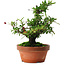 Pyracantha, 21 cm, ± 12 ans, aux fruits rouges