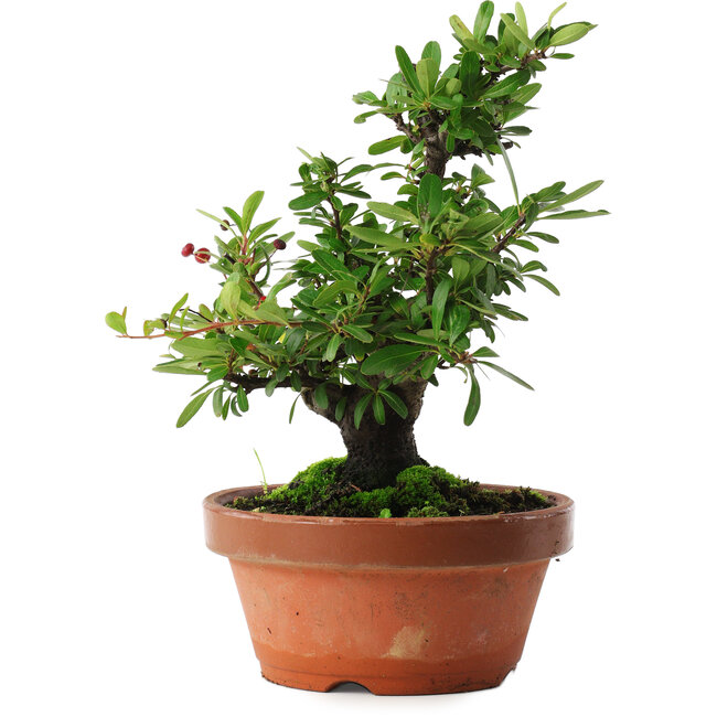 Pyracantha, 21 cm, ± 12 ans, aux fruits rouges