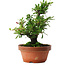 Pyracantha, 21 cm, ± 12 ans, aux fruits rouges