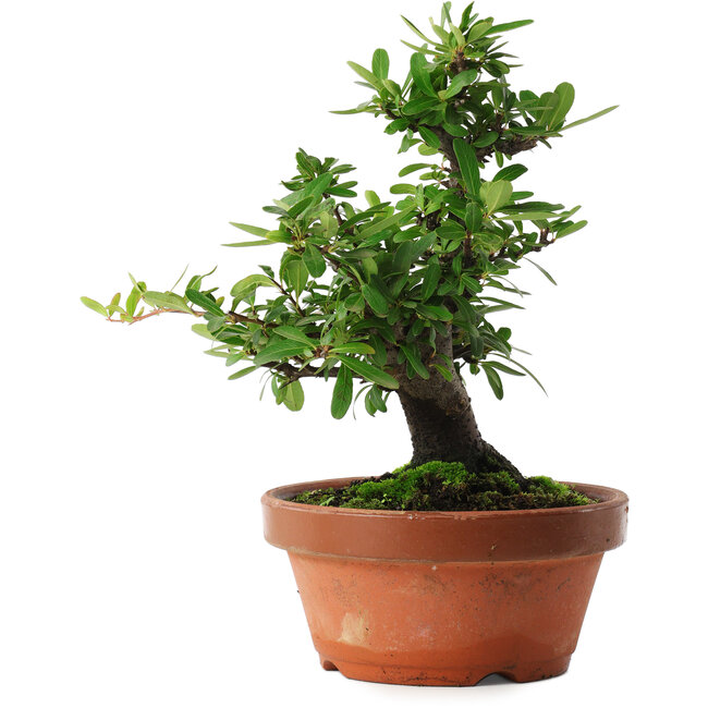 Pyracantha, 21 cm, ± 12 jaar oud, met rode vruchten