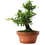 Pyracantha, 21 cm, ± 12 ans, aux fruits rouges