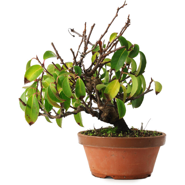 Kadsura, 27,5 cm, ± 12 jaar oud