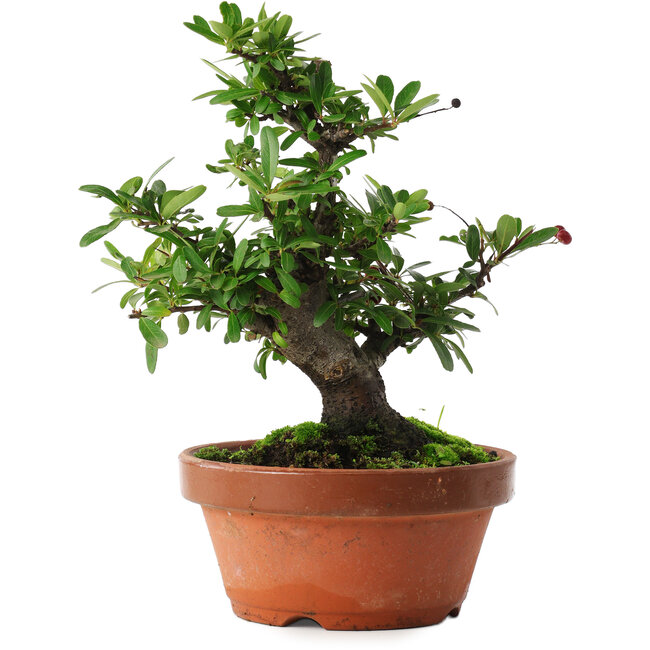 Pyracantha, 21 cm, ± 12 years old, with red fruit