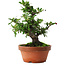 Pyracantha, 21 cm, ± 12 ans, aux fruits rouges