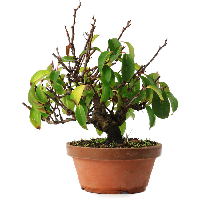 Kadsura, 27,5 cm, ± 12 años