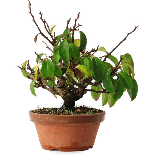 Kadsura, 27,5 cm, ± 12 años