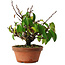 Kadsura, 27,5 cm, ± 12 years old