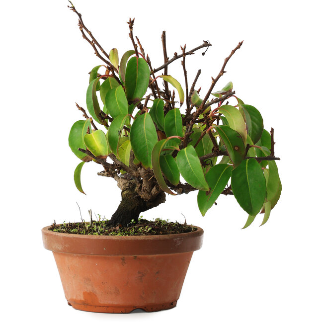 Kadsura, 27,5 cm, ± 12 ans