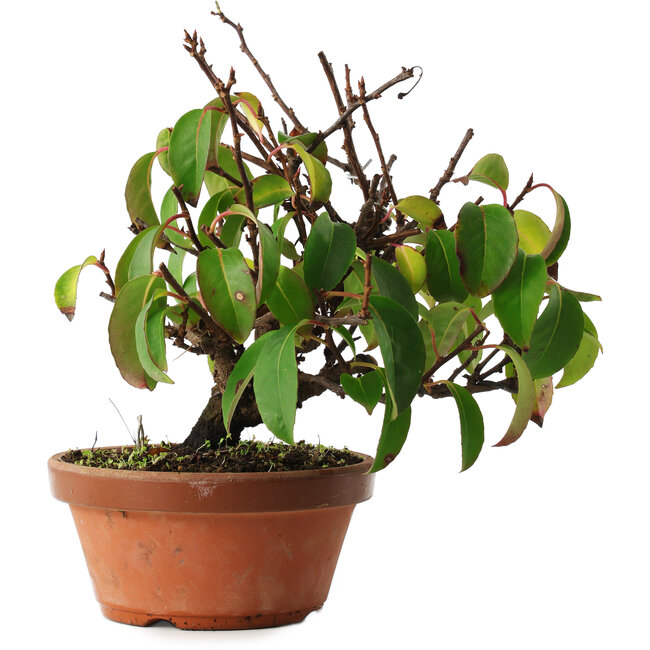 Kadsura, 27,5 cm, ± 12 years old