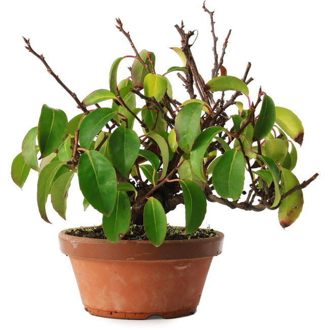 Kadsura, 27,5 cm, ± 12 Jahre alt