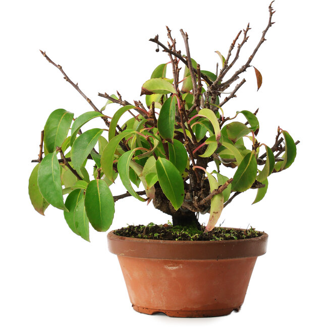 Kadsura, 27,5 cm, ± 12 ans