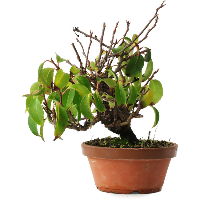 Kadsura, 27,5 cm, ± 12 years old