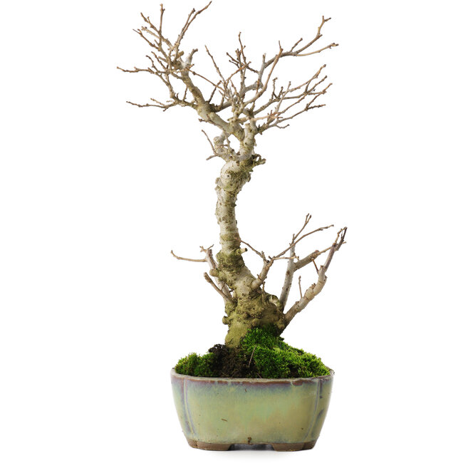 Ilex serrata, 24 cm, ± 10 jaar oud