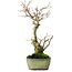 Ilex serrata, 24 cm, ± 10 jaar oud