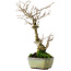 Ilex serrata, 24 cm, ± 10 jaar oud