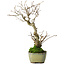 Ilex serrata, 24 cm, ± 10 jaar oud