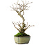 Ilex serrata, 24 cm, ± 10 jaar oud