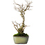 Ilex serrata, 24 cm, ± 10 jaar oud