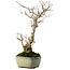 Ilex serrata, 24 cm, ± 10 jaar oud