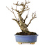 Ilex serrata, 18,5 cm, ± 10 jaar oud