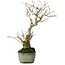 Ilex serrata, 24 cm, ± 10 jaar oud