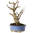 Ilex serrata, 18,5 cm, ± 10 jaar oud