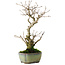 Ilex serrata, 24 cm, ± 10 jaar oud