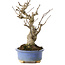 Ilex serrata, 18,5 cm, ± 10 jaar oud