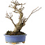 Ilex serrata, 18,5 cm, ± 10 jaar oud