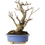 Ilex serrata, 18,5 cm, ± 10 Jahre alt