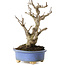 Ilex serrata, 18,5 cm, ± 10 jaar oud