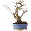 Ilex serrata, 18,5 cm, ± 10 jaar oud