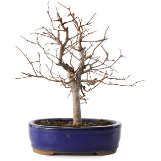 Zelkova serrata, 20,5 cm, ± 8 Jahre alt
